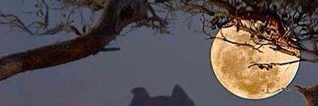 LucyNas33's profile banner image