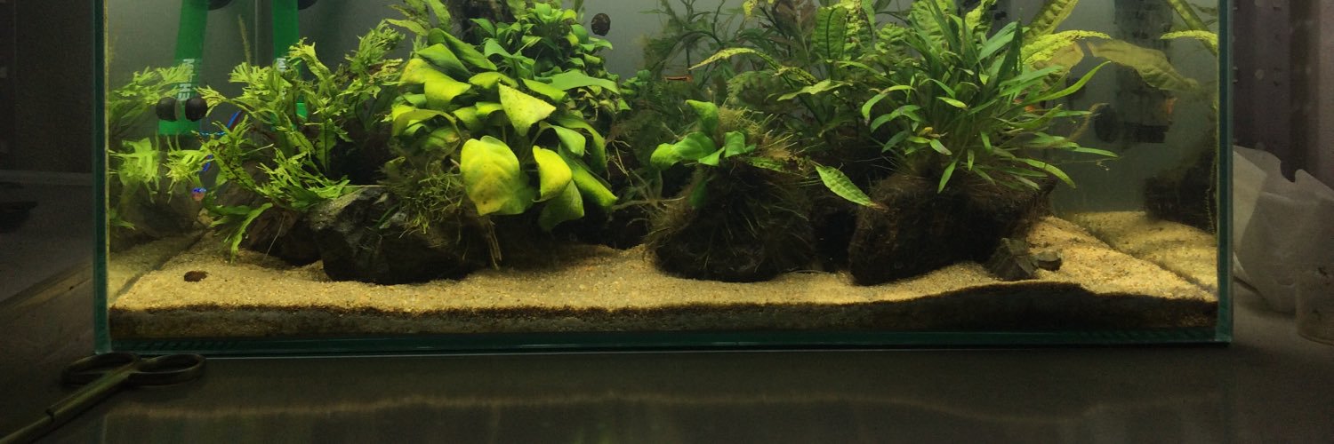 moripterophyllm's profile banner image