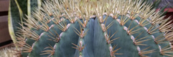 ange_meyer Profile Banner