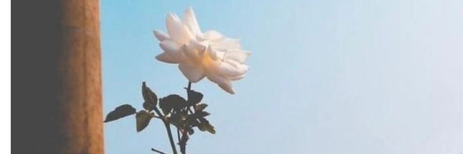 sevgi ⵣ 🇩🇿🇵🇸 banner