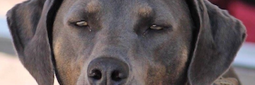 whdaffer's profile banner image