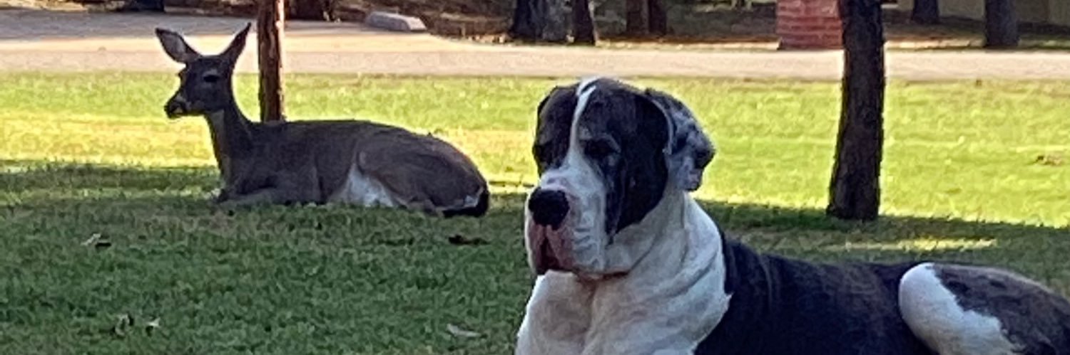 Betsy BITES BACK 🇺🇸🐾✝️🎸 banner