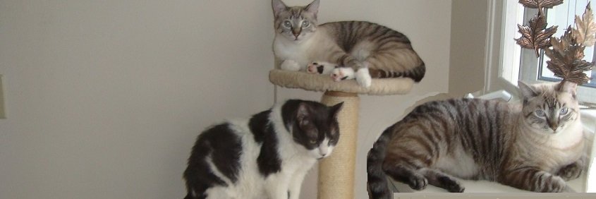 Jenolyn Smith banner