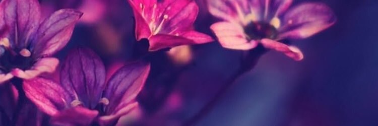 AmandaJayFuller's profile banner image