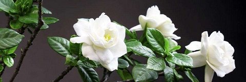 tuixiah's profile banner image