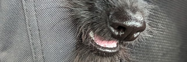 brycedriesenga's profile banner image