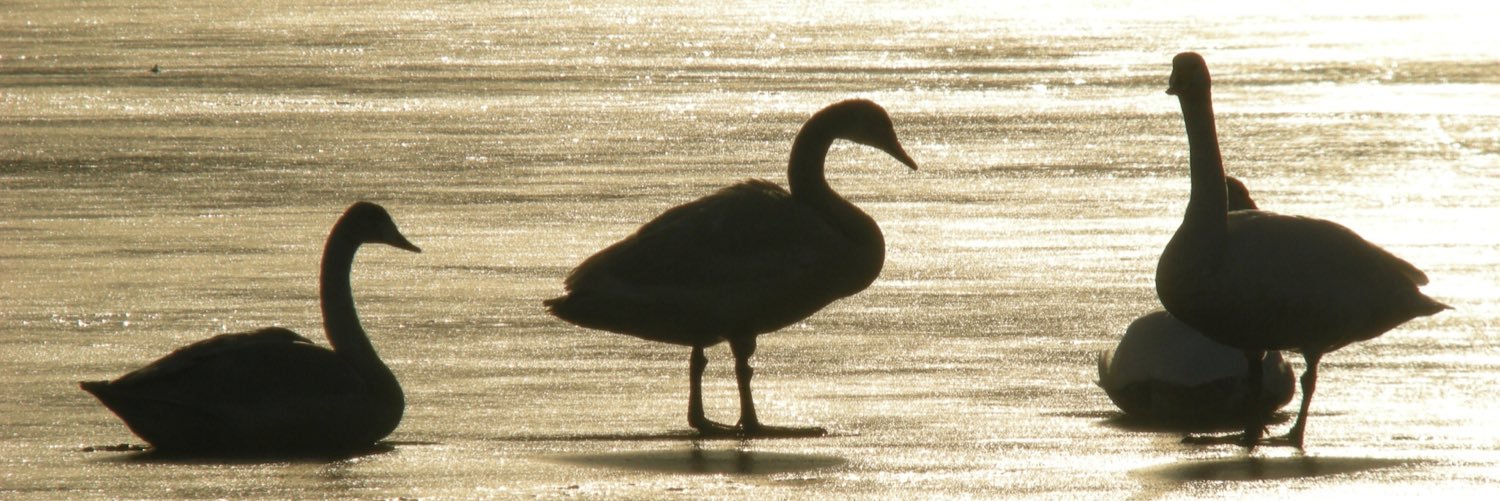 tykebirder's profile banner image