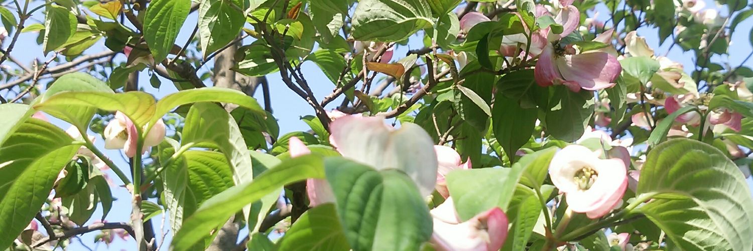 sumie_o's profile banner image