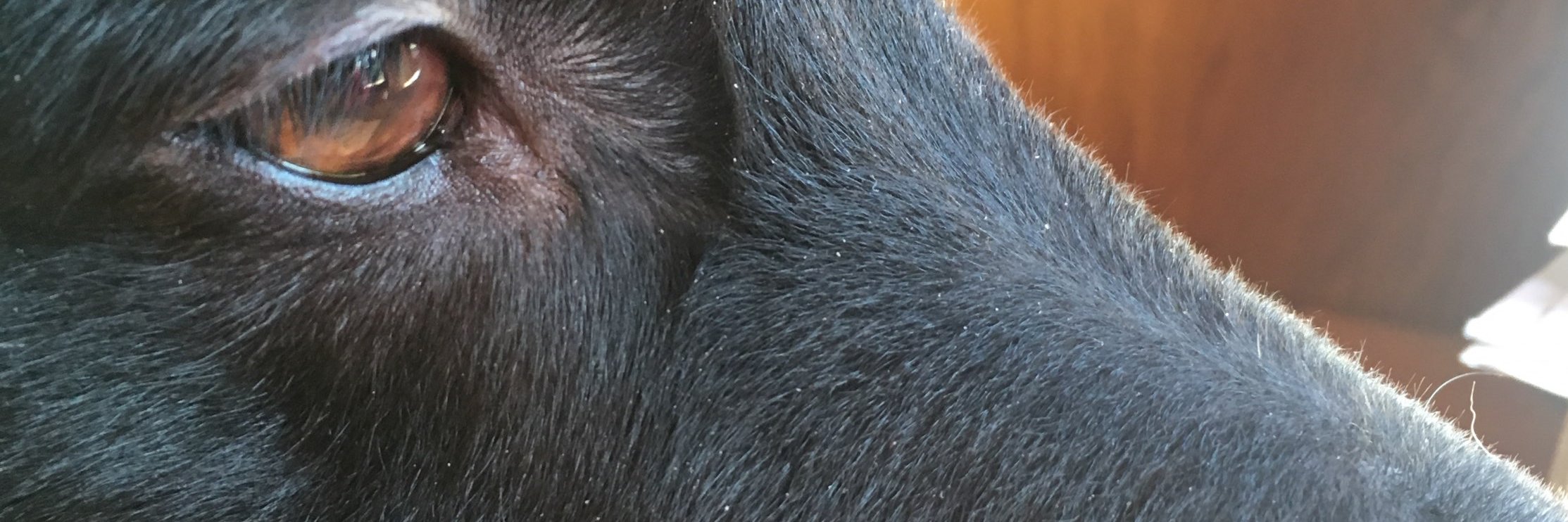 dwight7250's profile banner image