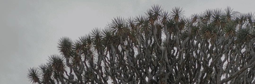 AlejandroLuisMN's profile banner image