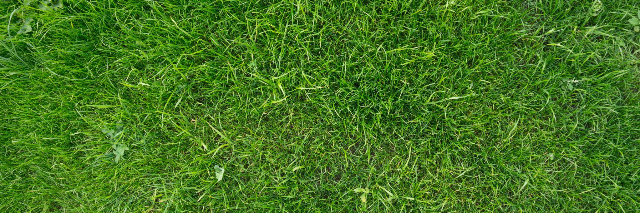 lyubenski's profile banner image