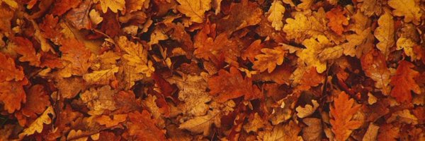 shu_lysm_ Profile Banner