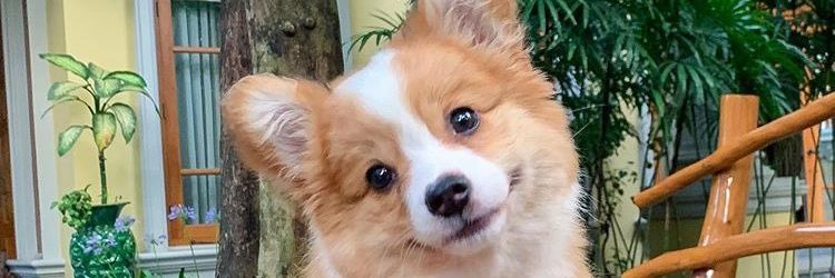 astagadragon #littlespark banner