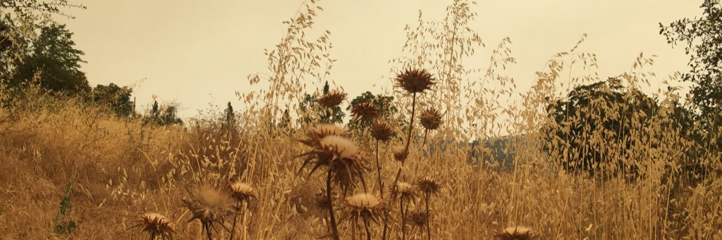 danielazamit's profile banner image