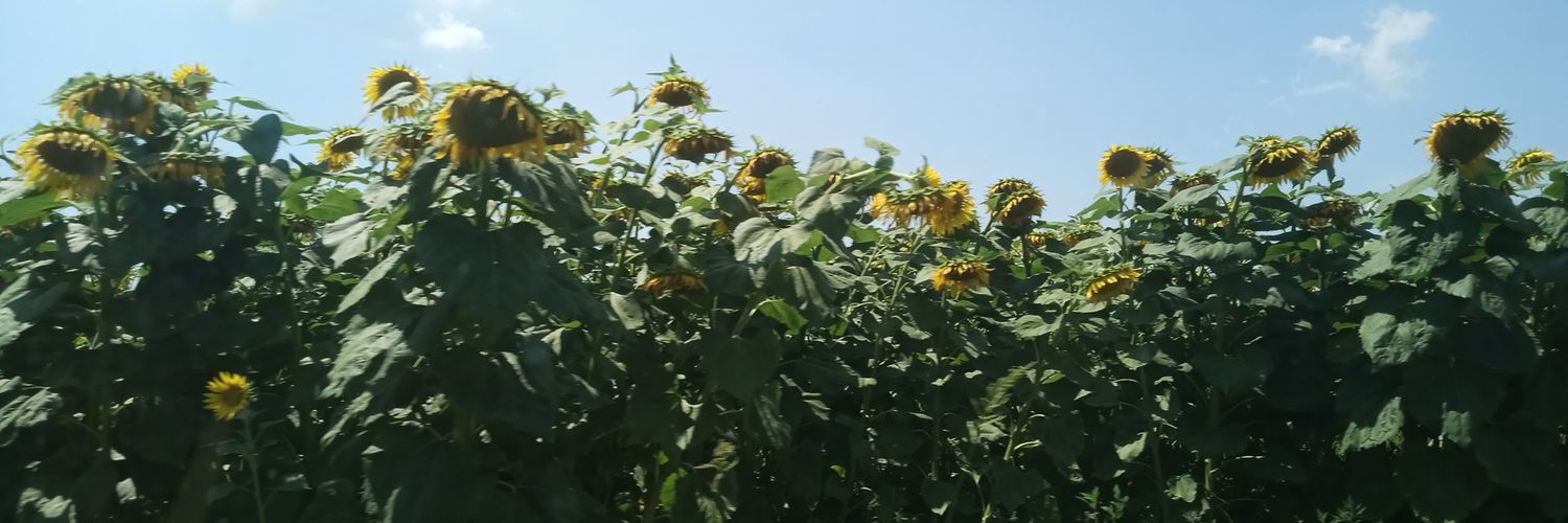 iso banner