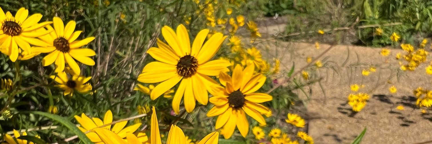 StayCSunflower🌻 banner