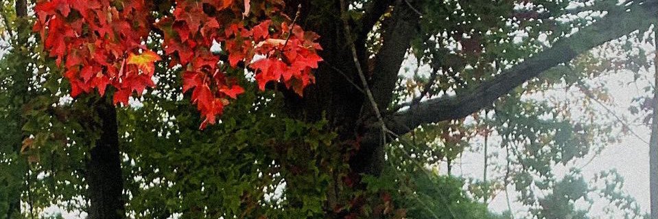 Ms. C. Quinn (she/her) banner