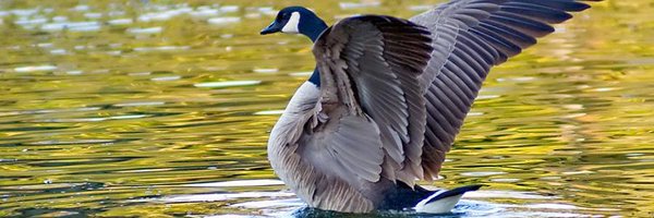 RobbGannon Profile Banner