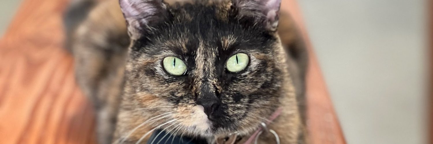 Transplants Brewing Company and Live Music Venue banner