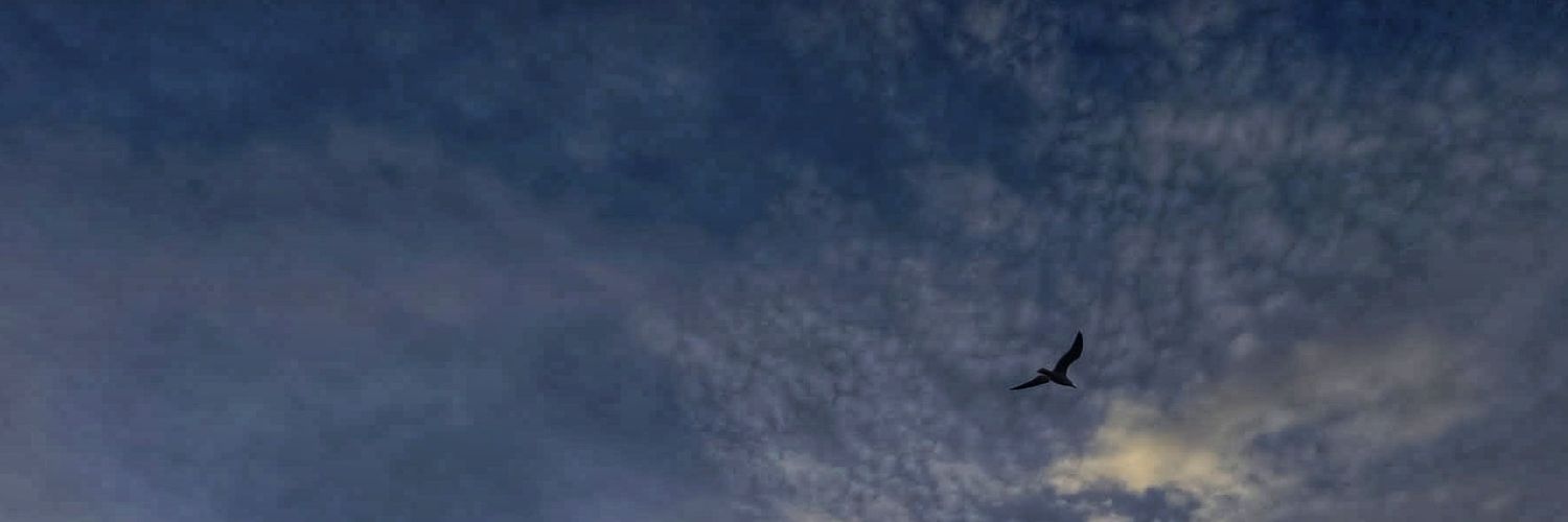 Dl9po's profile banner image