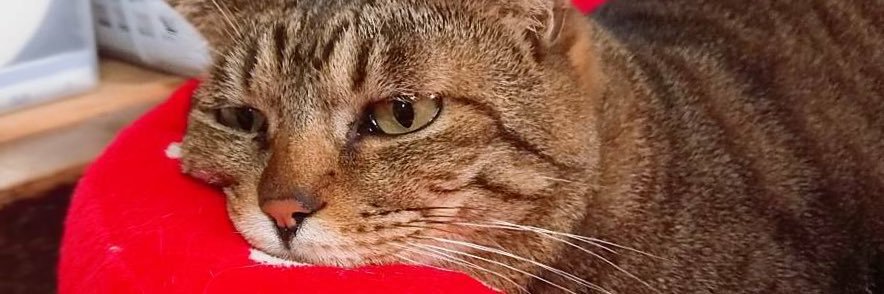 eru_f's profile banner image