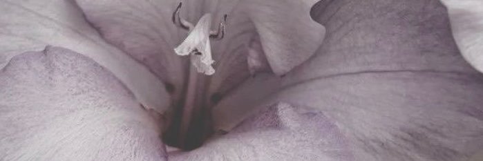 bluebrrylavendr's profile banner image
