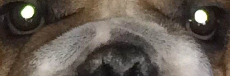 sarahpeanus's profile banner image
