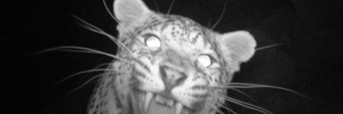 B banner