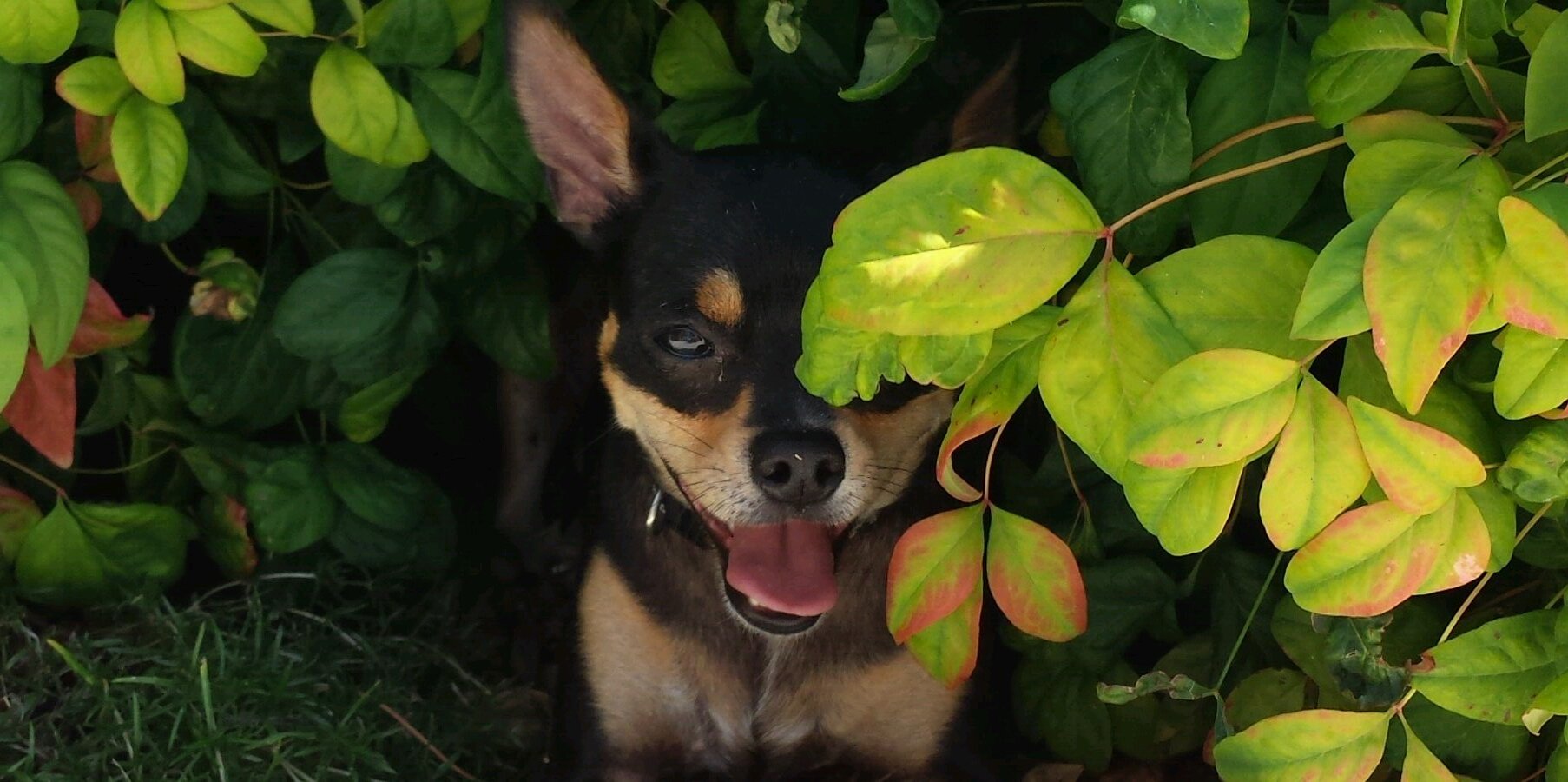 CannedIcee_'s profile banner image