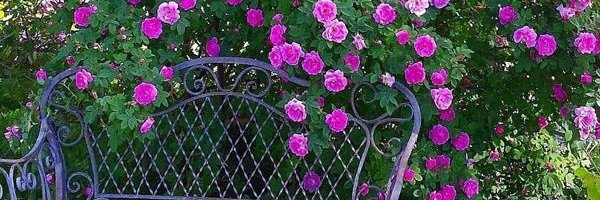 Steph.Morel 💤 banner