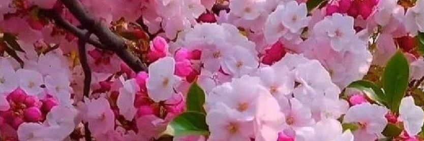 Beauty of Nature's banner
