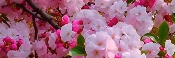 NatureMuse_ Profile Banner