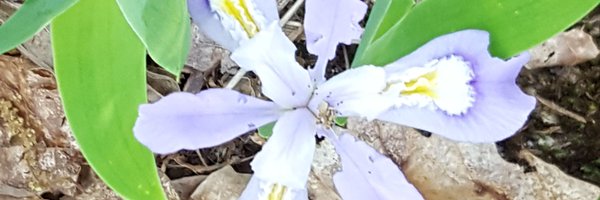 mwallaceut Profile Banner