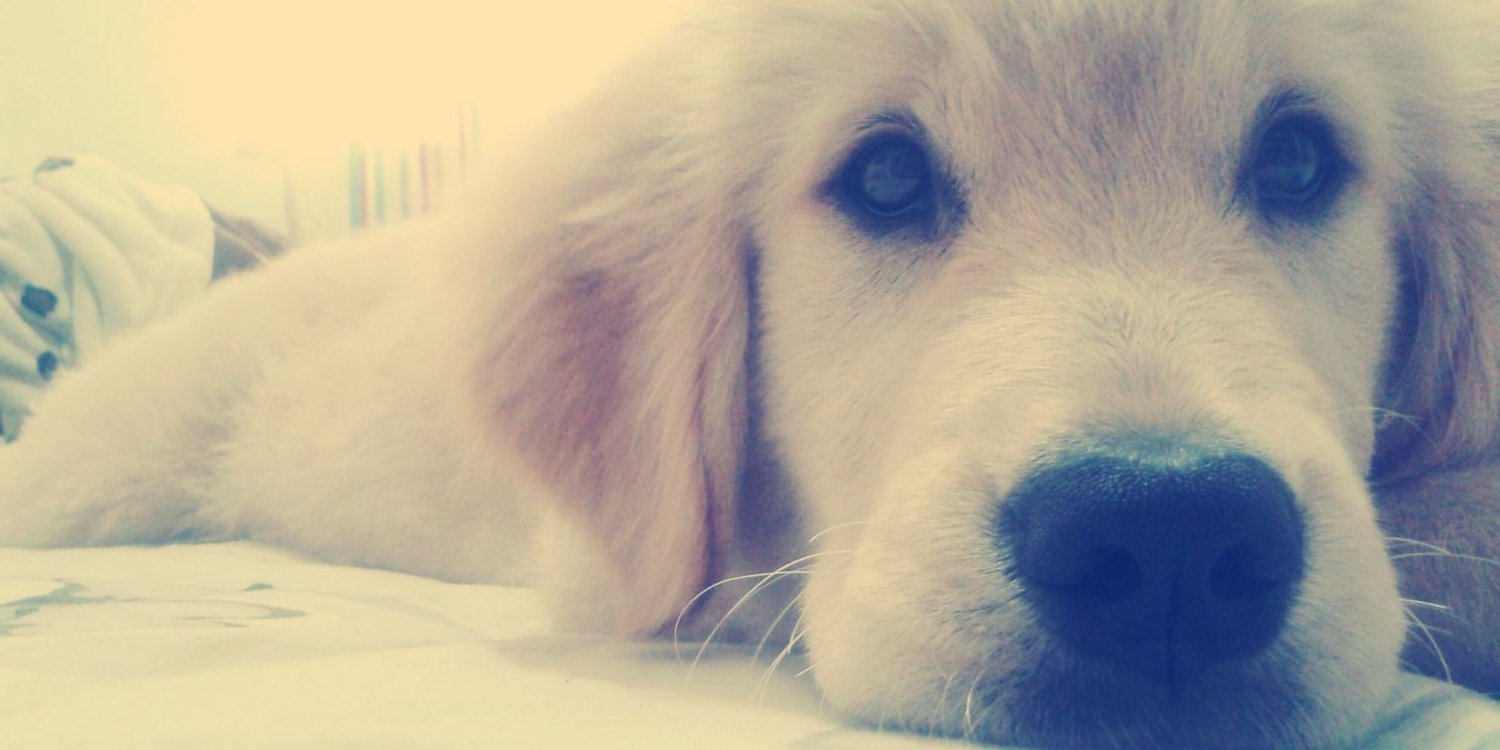 JohaaaLeerin's profile banner image