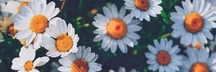 AnaSolB19's profile banner image