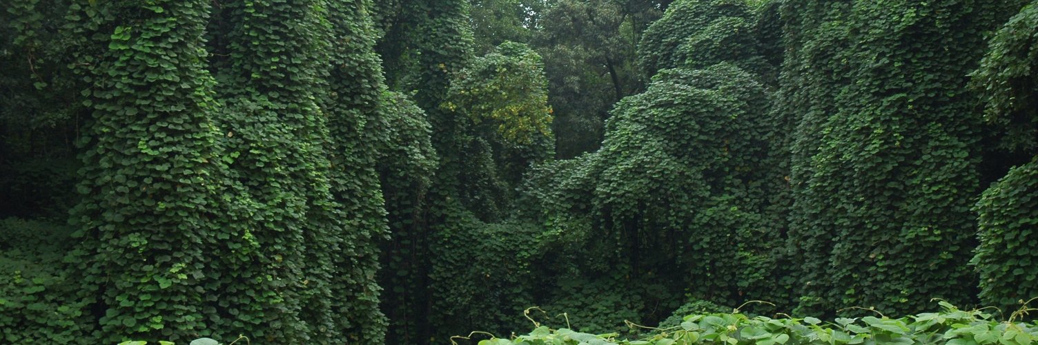 newparasite's profile banner image