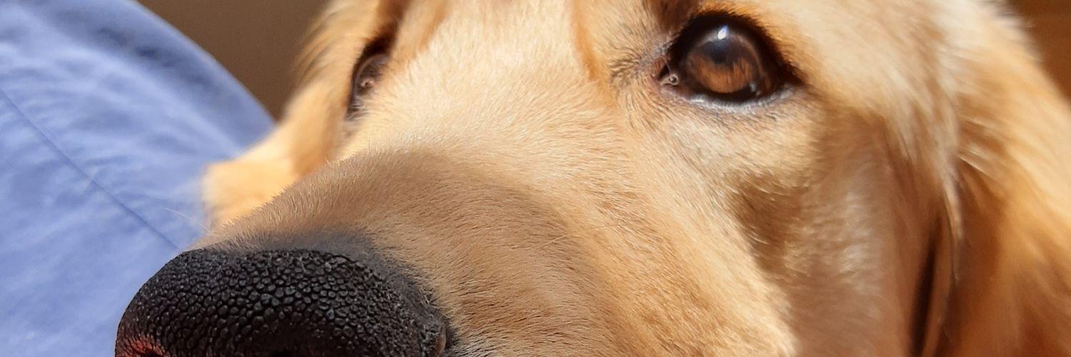 sofiausechearoc's profile banner image