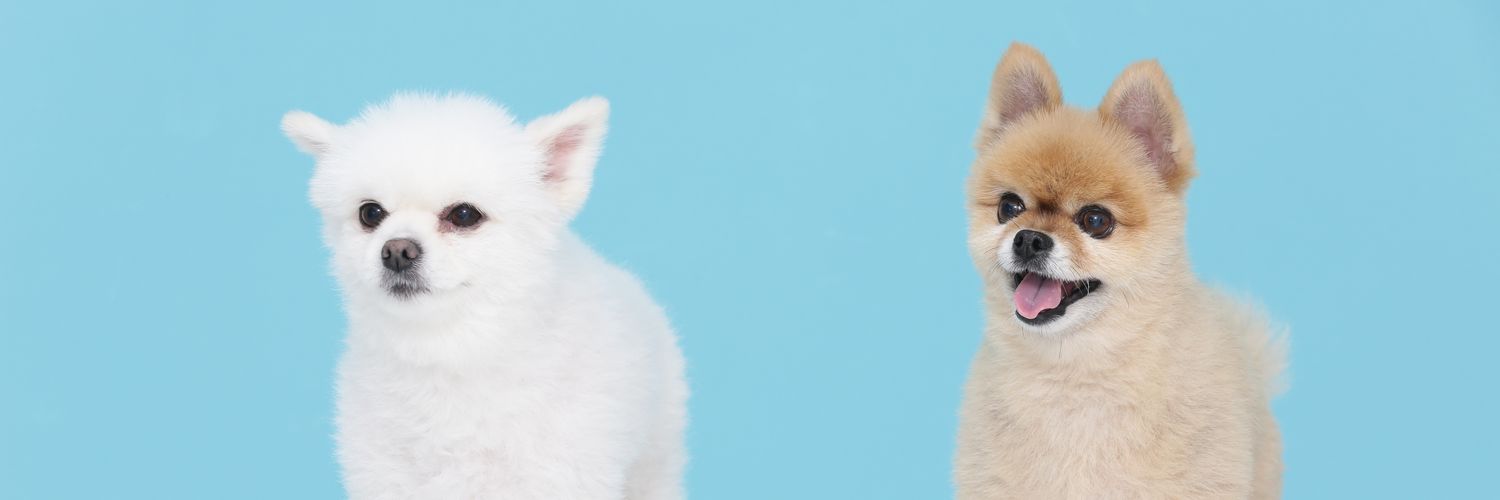 ! banner