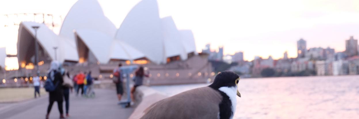 reztyci's profile banner image