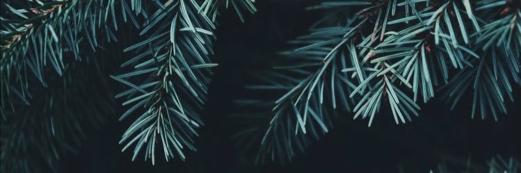 jbecpham's profile banner image