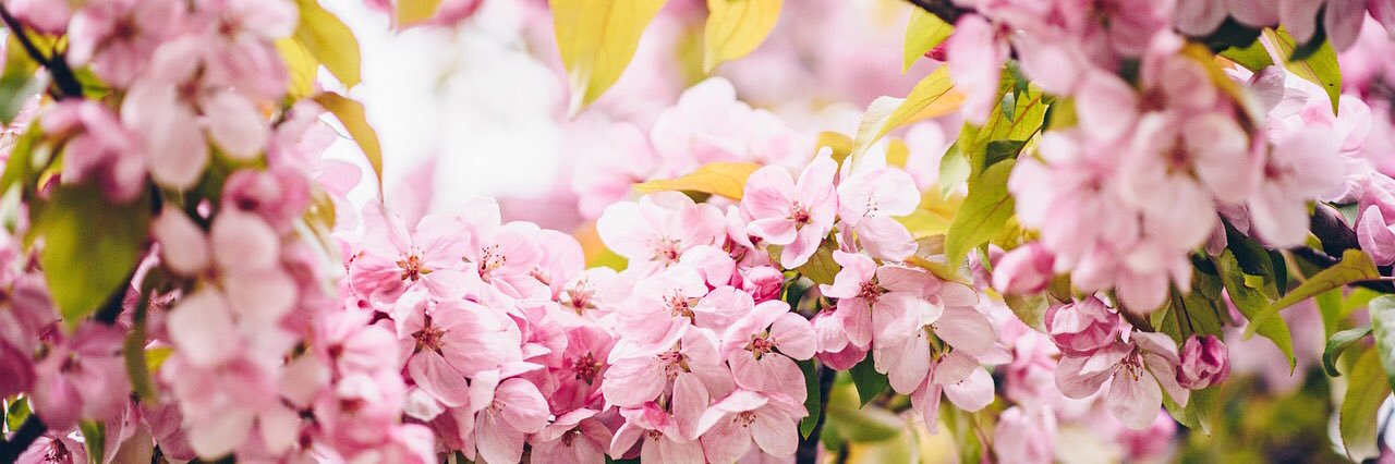 spring818691202's profile banner image