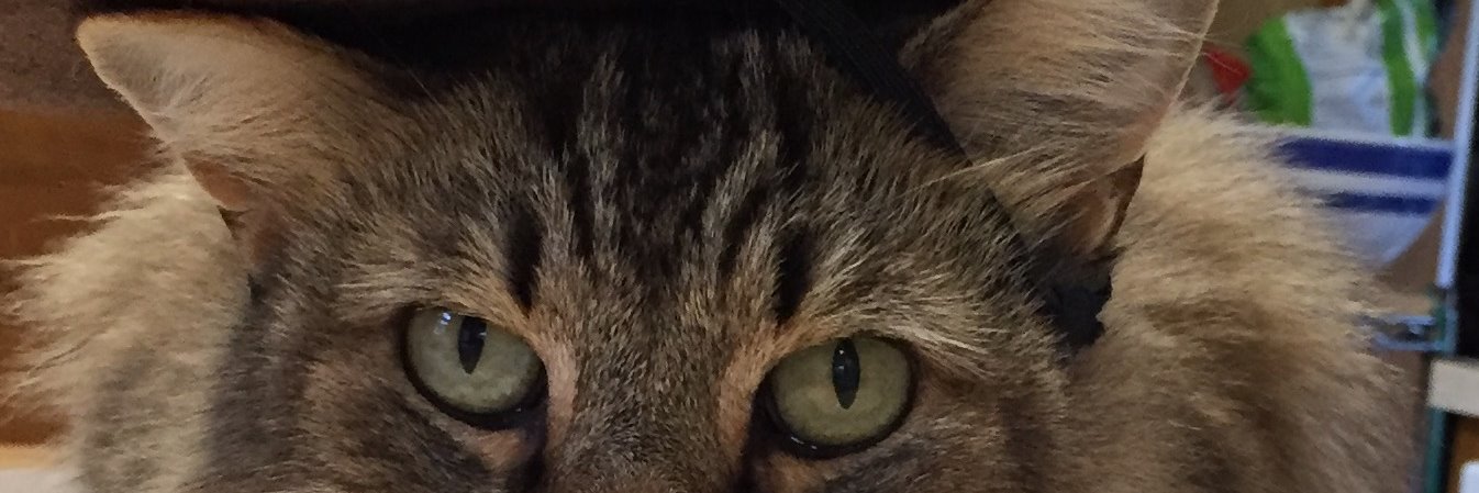 GreenBowAL's profile banner image