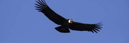 CCONDOR's profile banner image