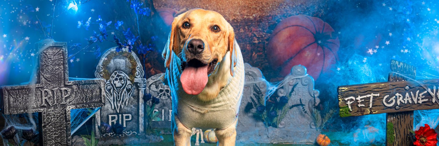 ✨ belle ✨ banner