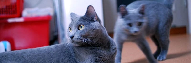 dgn_chartreux's profile banner image