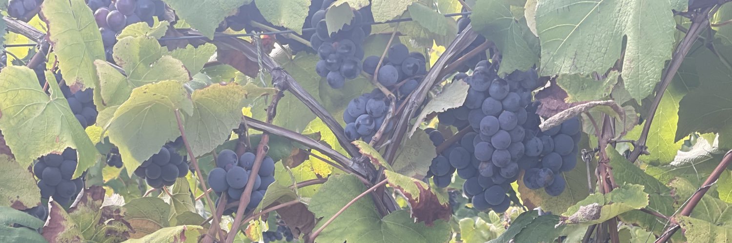 Princess Carter💎💎💎💎 banner