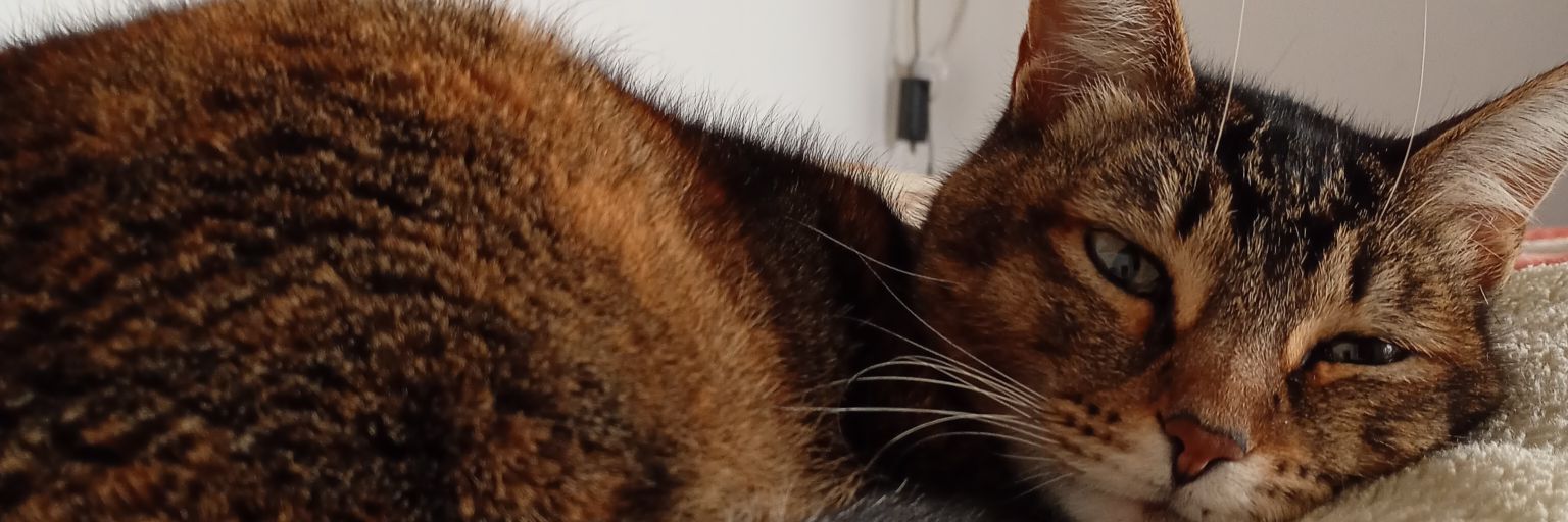 Paula12sz's profile banner image