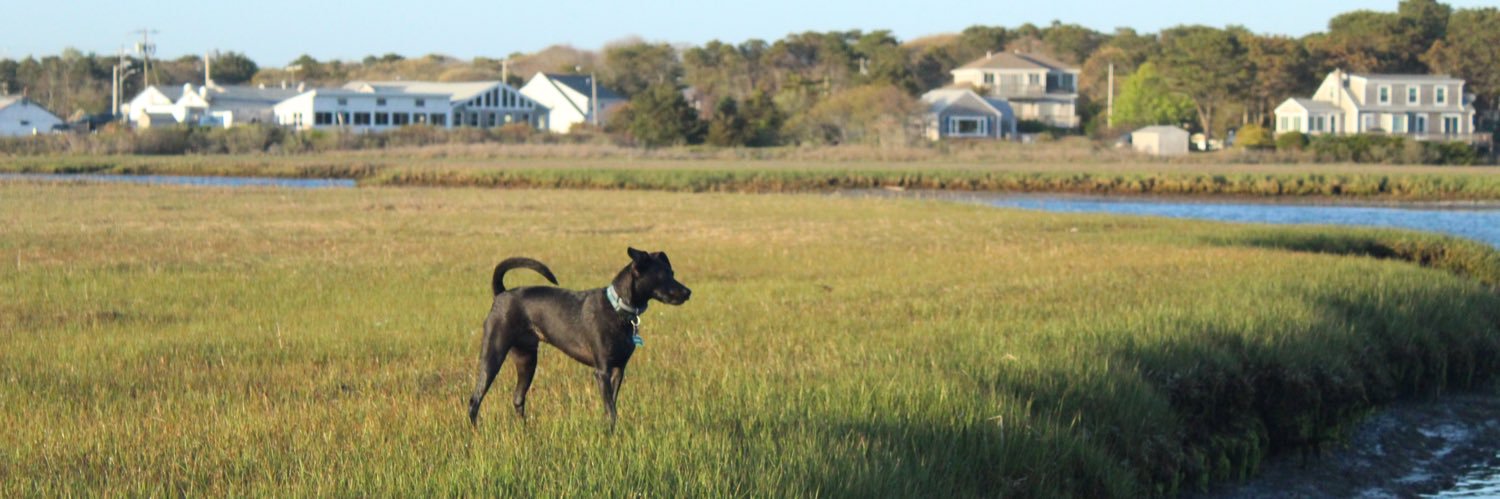themaggieofmax's profile banner image