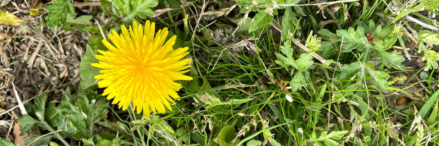 JunSunflower's profile banner image