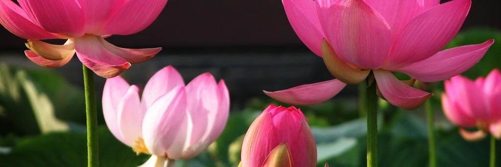 SheIsSocialTA's profile banner image